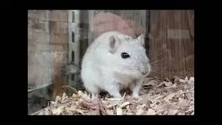 gerbil