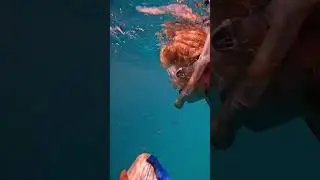 Не смотри в бездну. Dhori fish school.