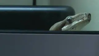 you better Boa-lieve it