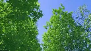 NATURE'S SYMPHONY: RIVERS AND FOREST SOUND. #relaxing #relaxingmusic #stressrelief #greenscreen