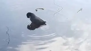 The Coot will Scoot. The Duck is outta Luck.