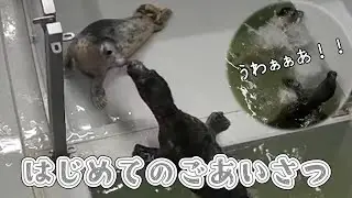 大パニック！はじめてのお鼻ちゅんごあいさつ【アザラシ幼稚園】