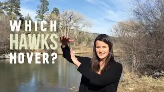 3 Helpful Flight Patterns of Hawks.