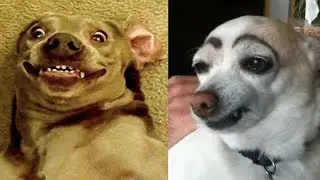 Most Cute And Funniest Dog Videos 2020 | Dog Lovers Club