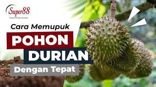 CARA MEMUPUK POHON DURIAN DENGAN BENAR | PUPUK SUPER88 NEWTOP