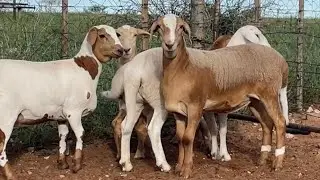 Meatmaster Sheep : Nature's money makers!