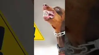 Top 10  Dangerous dog in the world #dogtraining #doglife