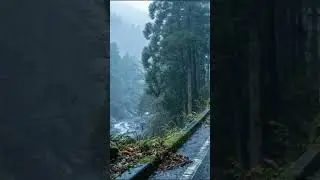 Rain Sounds For Sleeping 99% | Forest Road Rain for Insomnia Relief