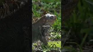 Iguana vs Snakes: The Ultimate Escape 🦎🌊✨💯