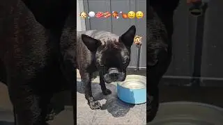 Odie day dreaming while drinking water. His Brindle really came out #frenchbulldog #frenchie #dog