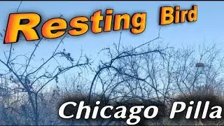 Resting Bird || Chicago Pilla