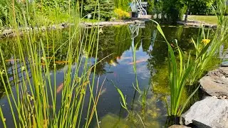 Ponds Oczko wodne darmowa energia elektryczna
