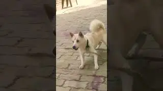 doglover#shortsvediostatus#viralshort#trendingshort#ytshortsvideo#new creative@rsingh-555#short