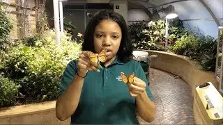 Butterfly Adaptations- How They Come by Their Colors ft. Smithsonian Experts