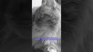 Cat Leon❤️.Чужой дом.#catleon #cat #котики #рекомендации #funny #cute #кошки #котики