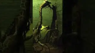 Zoochosis