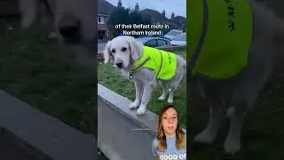 All this dog wanted was to be friends with the garbage collectors 🥺 #dog #shorts