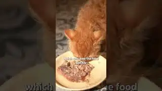 Only cat community in India | Purr Party || Smylo | House of Cats
