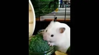 Patrick loves broccoli!