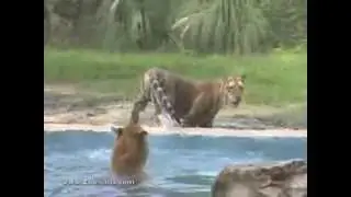 Tiger Move-In Day - Zoosiana (Zoo of Acadiana)