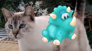 HORA DA BOIA DOS GATOS, CACHORROS, PORQUINHOS, PAPAGAIO, ARARA e GALINHAS
