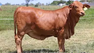 NOTABLE KAYLA - Lot 236 (All Breeds Bull & Female Sale) 2026