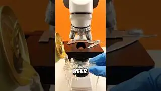 Beer under the microscope 🔬😱