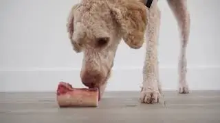 Barkley's Bag Raw Dog Bones