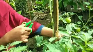 Senangnya aku, tanamanku sedang berbuah semua #gardening600