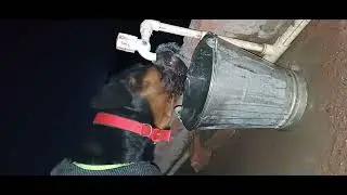 rottweiler # drinking water #rottweiler