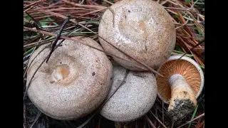 Lactarius quieticolor    (Niscalos , Rovellons , Milkcap)