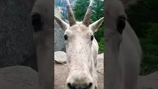 Insanely up close mountain goat says hello #shorts #hiking #mountaingoat #mountains #goat