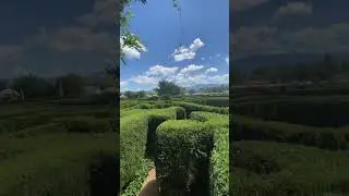 The Garden Maze 🫶🏾 #thingstodoinvirginia