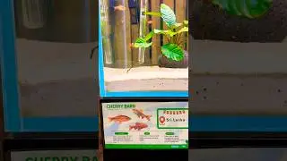 Aquarium at Zoodoo zoo #aquarium #zoodoo #zoo #tasmania #hobart #australia #placestovisit