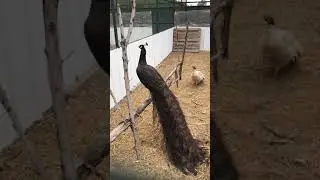 Bronze black shoulder peacock