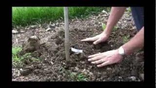 How to Plant Bare Root Grapes: Step-by-Step Guide for Successful Grape Growing