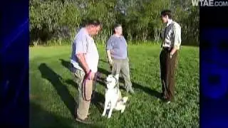 Man Slips Into Diabetic Coma; Dog Wakes Wife For Help