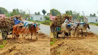 Bullock Carts Pulling Performance | Bullock Cart Ride