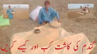 Gandum Ki Kasht Ka Tarika  Wheat Productions  Agriculture Farming Tips
