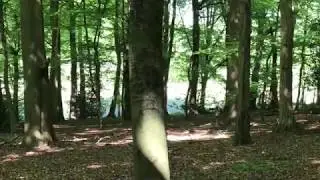 Secluded woods