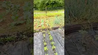 Protect my Garden From Squirrels and Chipmunks