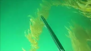 Sunset Cliffs Spearfishing