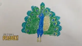 How to Draw a Peacock