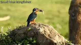 Kingfisher's food