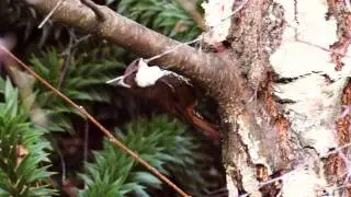 Comesebo Grande (fam. Furnariidae,Pygarrhichas albogularis)