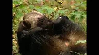 Gulo gulo  - Росомаха звичайна &ndash; wolverine (glutton, carcajou, quickhatch)