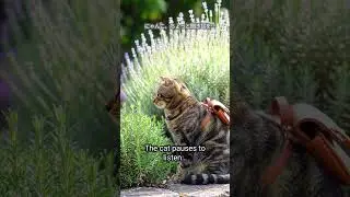 AI Paws in Hyogo &ndash; A Cat Walk Through the Herb Gardens #shorts