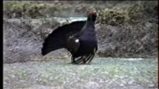 3 hybrids ( rackelhahn) fighting on a black grouse lek in 1994