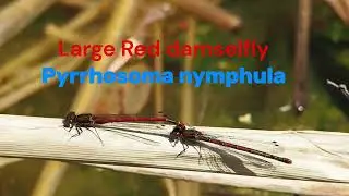 Large Red Damselfly