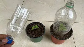 Recycle plastic bottle to make mini greenhouses